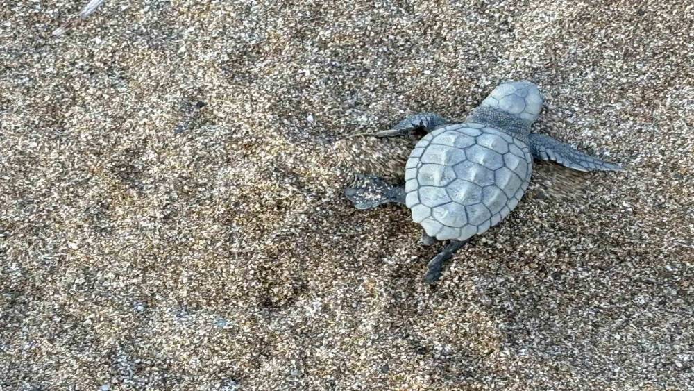 Alanya’da yavru caretta carettalar mavi sularla buluşmaya devam ediyor
