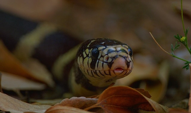 3 Bölümden Oluşan ‘Yılanların Gizli Dünyası’, 1 Mart Pazar 20.00’de National Geographic WILD Ekranlarında!